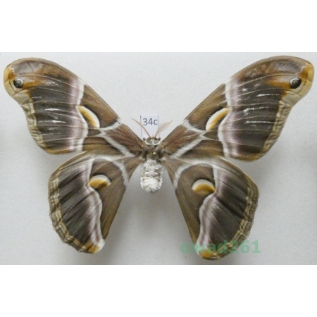 Samia cynthia (Drury, 1773) female ex. ovo India 109mm34c